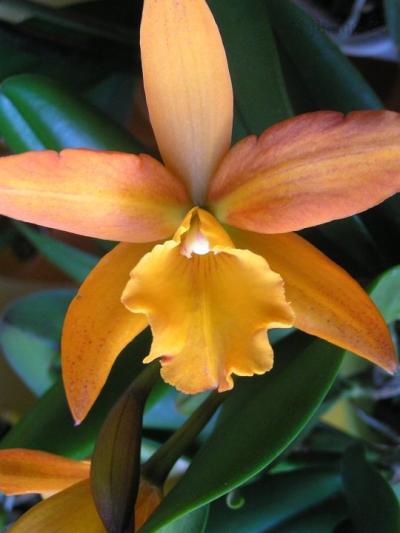 Cattleya hybr.