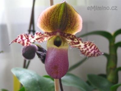Paphiopedilum Pinocchio