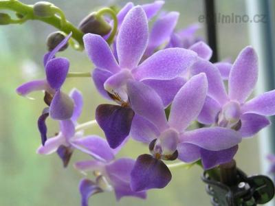 Doritaenopsis Purple Gem