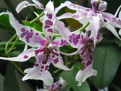 Beallara Peggy Ruth Carpenter