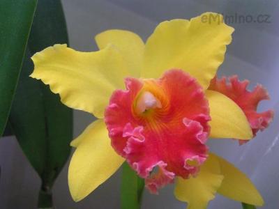 Blc. Alma Kee