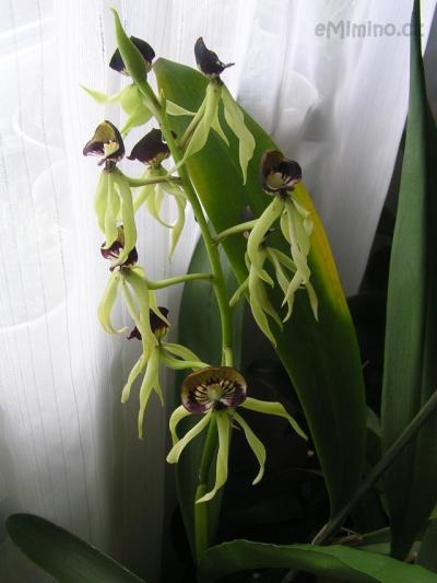 Prosthechea cochleata