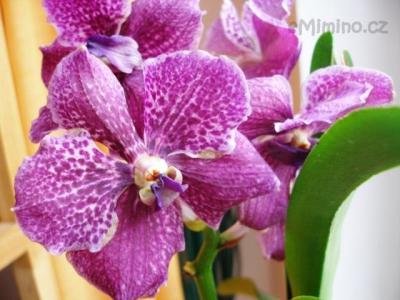 Vanda Trevor Rathbone