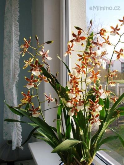 Colmanara Jungle Monarch