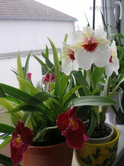 Miltoniopsis bílý
