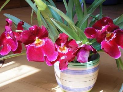 Miltoniopsis červený