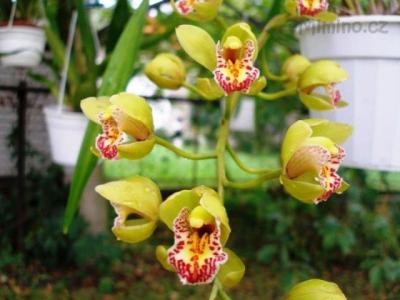 Cymbidium