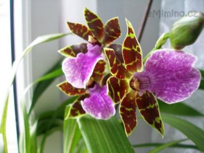 Zygopetalum
