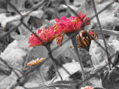 IMG_2035.JPG