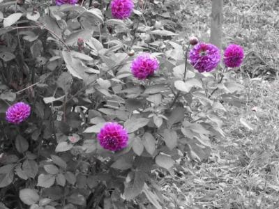 IMG_2063.JPG