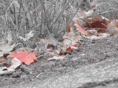 IMG_2425.JPG
