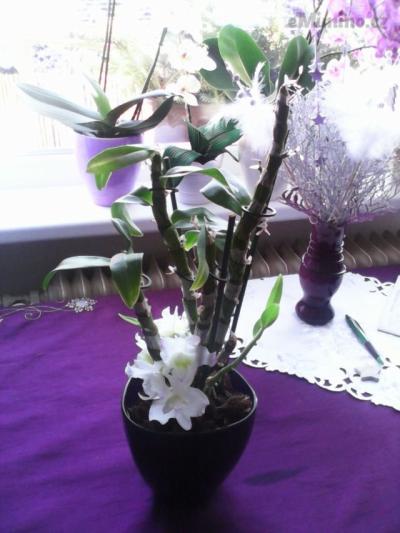 IMG_20141230_113730.jpg