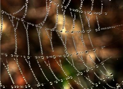 1112190__morning-dew_p.jpg
