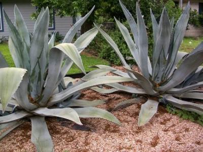 agave-230_640.jpg
