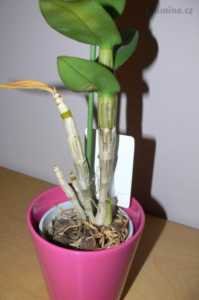 P1600237.JPG