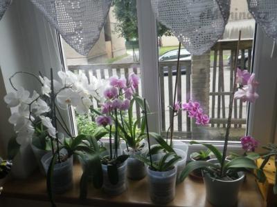 orchids.JPG