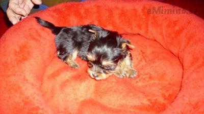 ája (4).jpg