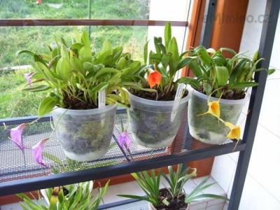 Masdevallia