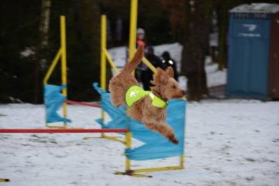 Elzina na agility.jpg