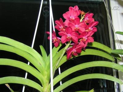 Ascocenda , Vanda