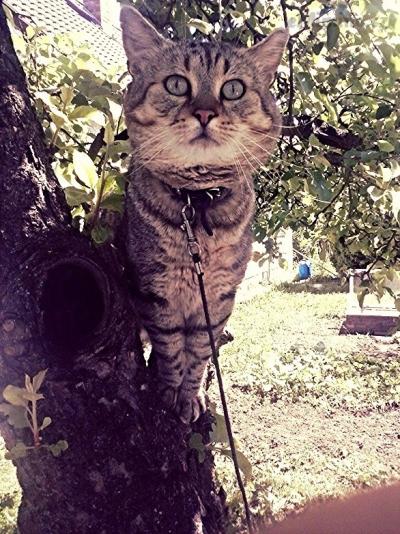 aviary_1434096980375.jpg