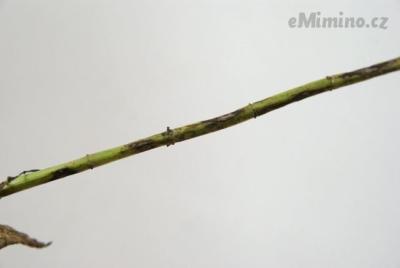 mata2.JPG