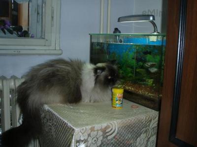 kocourkova telka.JPG