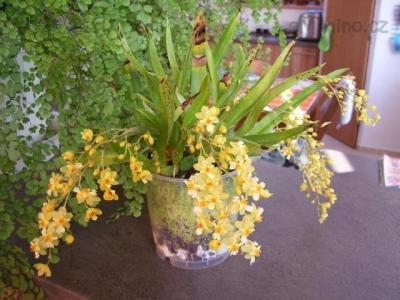 Oncidium
