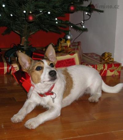 2011-12-24_05_Vanocni_Russell.jpg