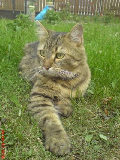 Micinka.JPG