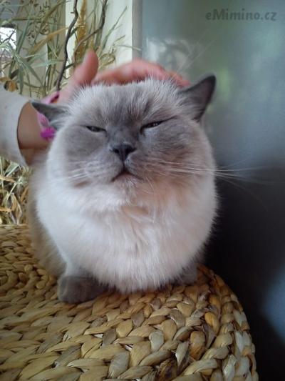 Penelope