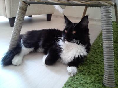Zorro