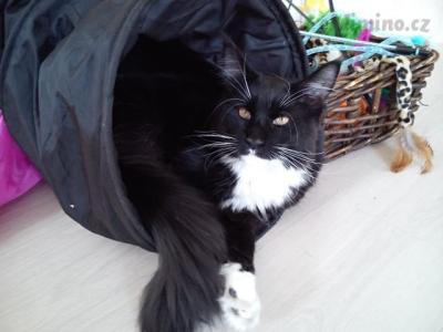 Zorro