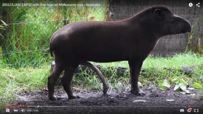 tapir.png