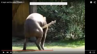 tapir2.png