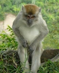 monkey_75.jpg
