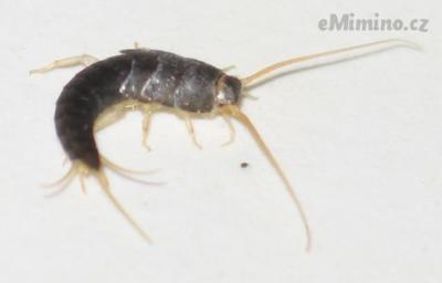 Lepisma_saccharina_1.jpg