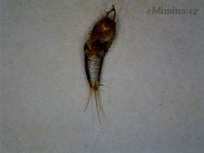 ryběna.BMP
