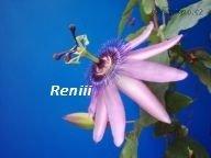 Passiflora violacea.jpg