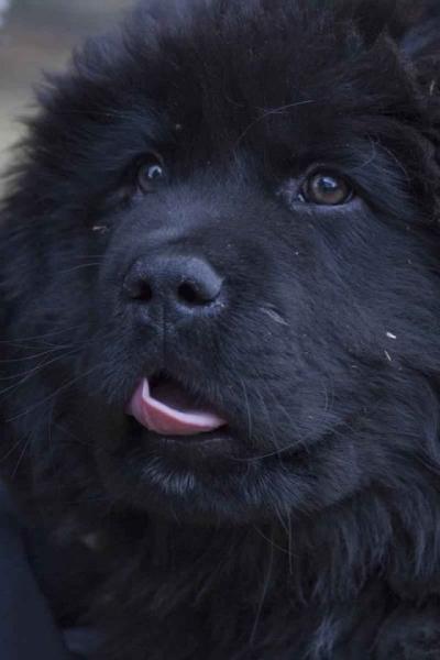 Caky
