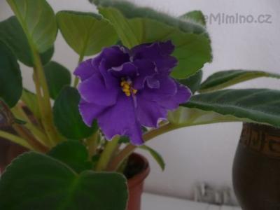 P1150981.JPG