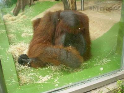 Zoo - ústí 26.7.2011 018.JPG