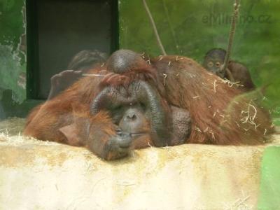 Zoo - ústí 26.7.2011 068.JPG