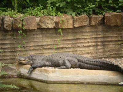 Zoo - ústí 26.7.2011 020.JPG