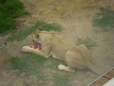 Zoo - ústí 26.7.2011 024.JPG