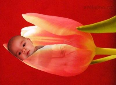 tulipan.jpg