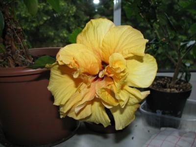 IMG_0217.JPG