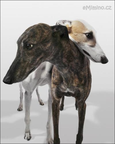 greyhounds.jpg