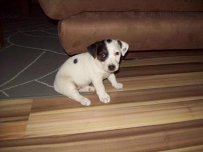 Jack russel 007.jpg