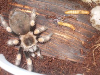 Nový přírustek - brachypelma smithi